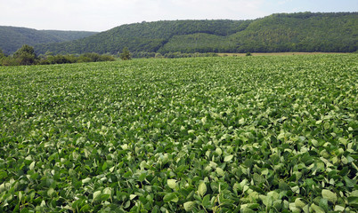 Fototapeta na wymiar Green field of soybean crops against a background of forest