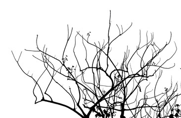 tree branches silhouette with white background