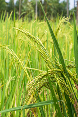 Rice field with seed panicles.