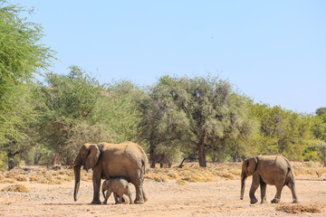 Naklejka na ściany i meble Elefantenfamilie (Loxodonta africana) im Aba Huab Trockenflussbett