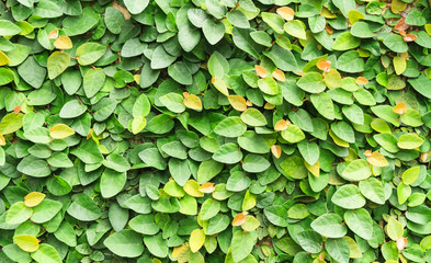 Closeup The Green Creeper Plant on a Wall.