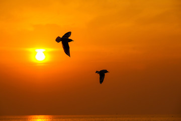 Tranquil scene with seagull flying at sunset