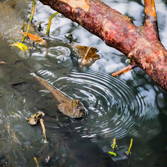 Mudskipper in water nature at  mangrove forest