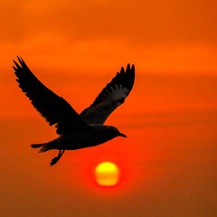 Fototapeta na wymiar Tranquil scene with seagull flying at sunse