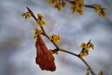 Witch-hazels (Hamamelis)