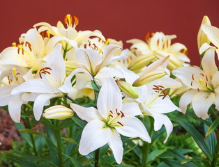 Fototapeta na wymiar White lilies on a bed in the garden