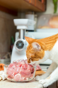 Red and white cat takes a piece of meat from a table. Kitty on the kitchen. Fresh pork cut meat in the glass bowl.