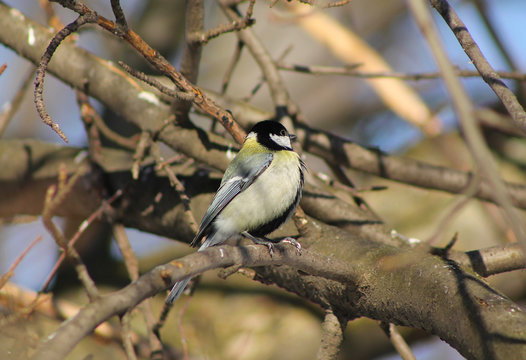 cute fluffy great tit (Parus major) sitting on the twig