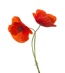 Two red poppies isolated on white