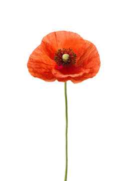 Red poppy isolated on white.