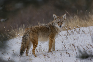 Coyote in Winter with Snow on HEad