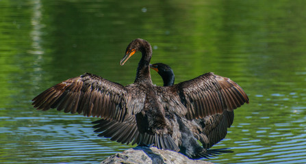 Double-crested Cormorant Stretching its wings