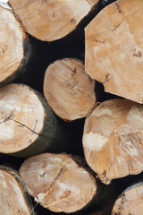 stack of beech logs in closeup
