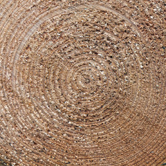 square closeup of cut spruce tree trunk