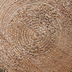 Naklejka premium square closeup of cut spruce tree trunk
