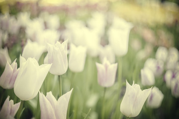 Vintage Soft Tulips