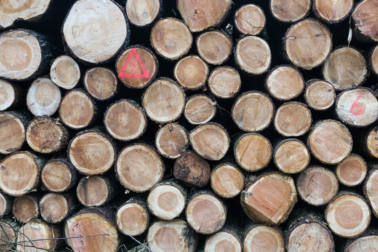 Pile Of Small Cut Trunks Of Spruce Tree Wood