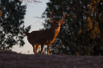 White-tailed Deer Buck at First Light