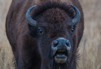 Bison with Something to Say