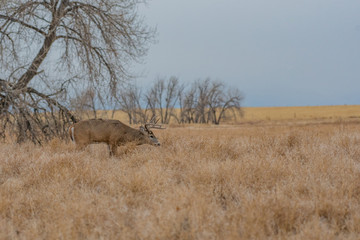 Obraz na płótnie Canvas White-tailed deer Buck Roaming the Prairie