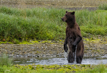 Fototapeta premium Alaskan Brown Bear Searching for Food Along a River
