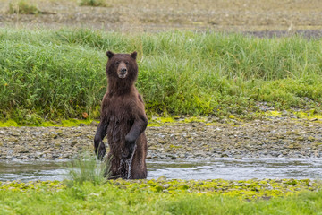 Alaskan Brown Bear Searching for Food Along a River