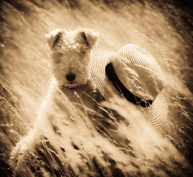 Fox terrier summer