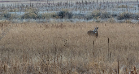 White-tailed Deer Buck in Field
