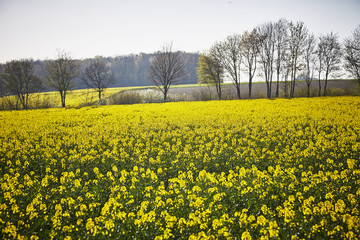 Obraz premium Rapsfelder im Grünen