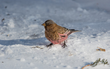 Brown-capped Rosy-Finch Foraging for Food in the Snow