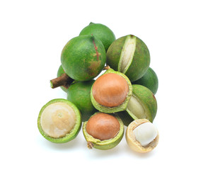 Macadamia isolated on white background