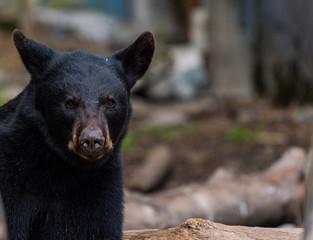 Black Bear Portrait