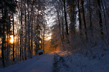 Abendstimmung im Wald