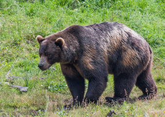Obraz na płótnie Canvas Alaskan Brown Bear taking a Stroll through a Pasture