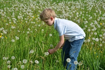 Junge pflückt Pusteblume auf großer grünen Wiese