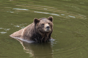 Fototapeta na wymiar Brown Bear in the Water