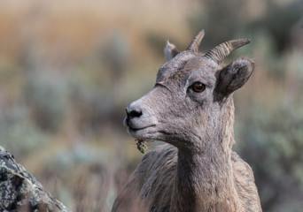 Bighorn Sheep Ewe with Cacti Stuck to its Chin