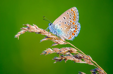 Common blue butterfly (Polyommatus icarus) sitting on the grass blade with green background