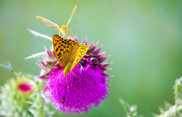 Pair of Argynnis pandora butterflies with opened wings sitting on a Cotton thistle flower