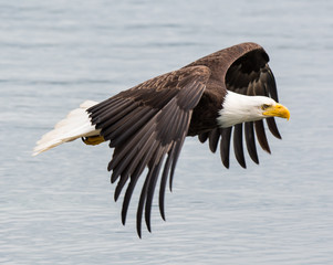 Mature Bald Eagle in Flight