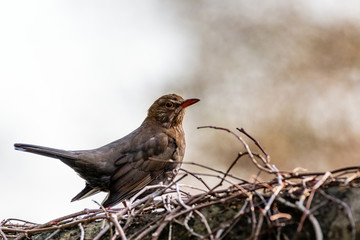 Vogel Amsel in voller Pracht wartend / sitzend