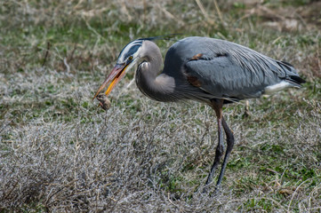 Great Blue Heron Catches a Mouse