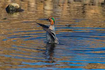 Green-winged Teal Stretching before its Swim
