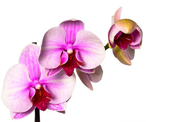 orchid on a white background