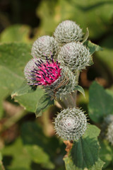 common thistle flower head