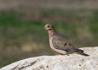 Mourning Dove Showing Iridescent Neck Feathers in the Evening Sun
