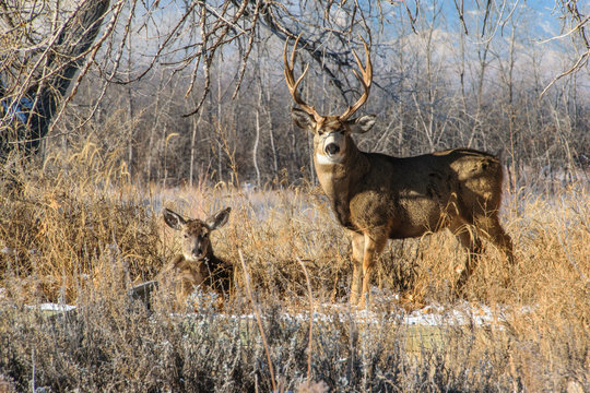 Mule deer Buck and Doe Relaxing Together on a Fall Morning