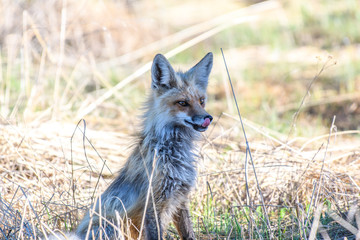 Red Fox Senses Breakfast is soon