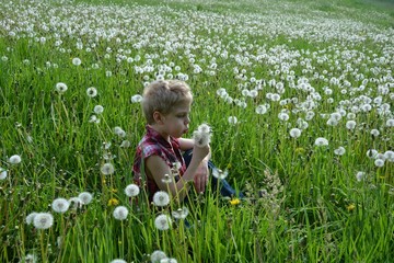 Kleiner Junge sitzt in einer großen Wiese voller Pusteblumen und pustet Pusteblumen