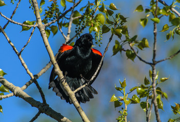 Red-winged Blackbird Calling for a Mate